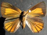 Adult Female Upper of Copper Jewel - Hypochrysops apelles apelles